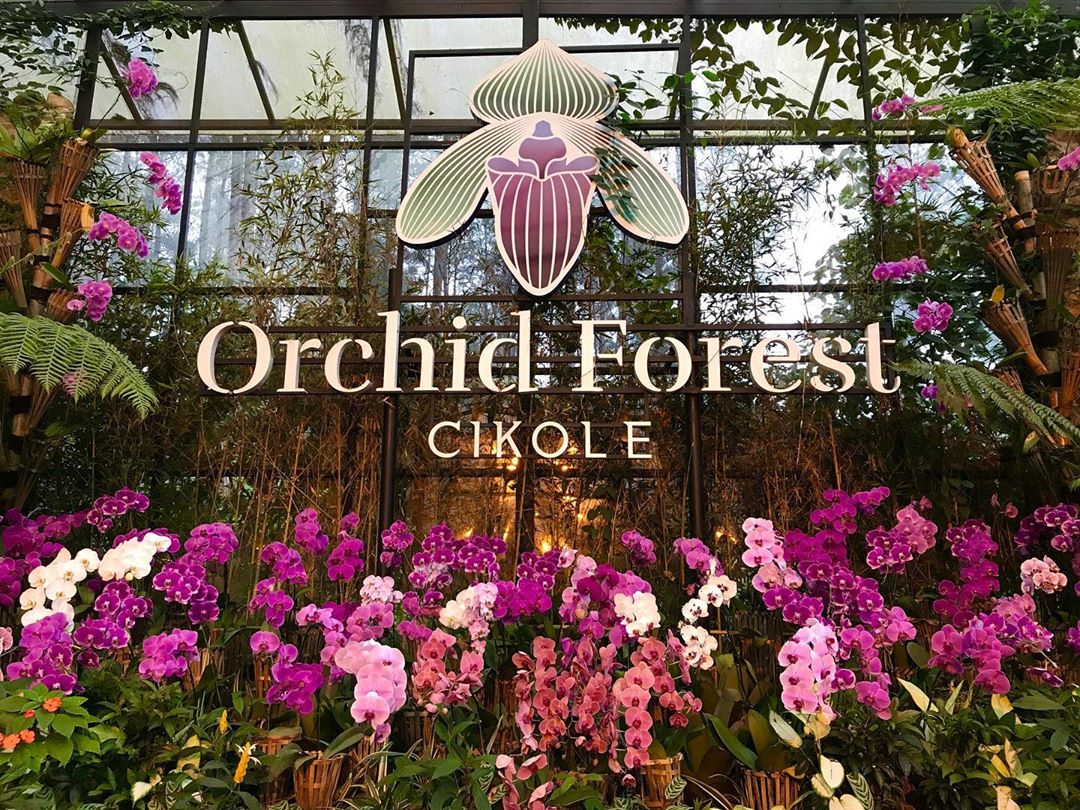 destinasi-orchid-forest-cikole-bandung